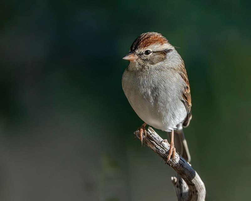 sparrow, bird, branch, tree, HD wallpaper