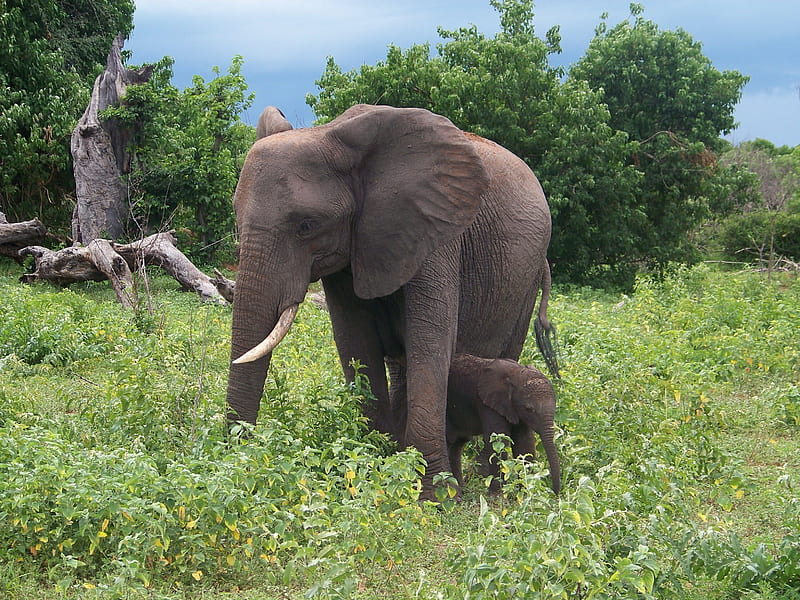 Elephant and Calf, Chobe, National parks, Botswana, HD wallpaper