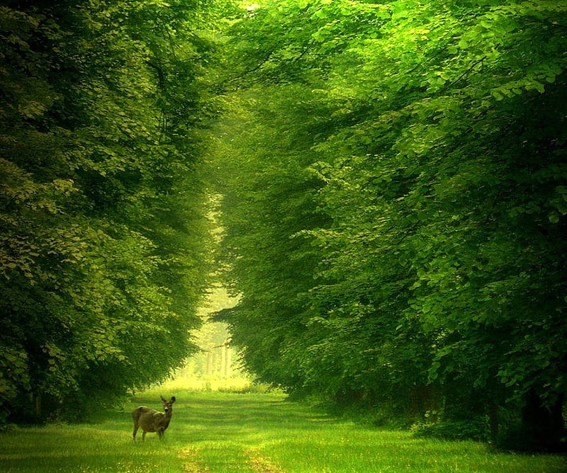 green forest with animals