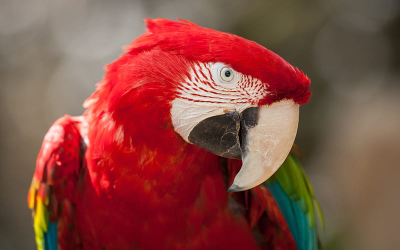 green red macaw, beautiful parrot, birds, parrots, HD wallpaper