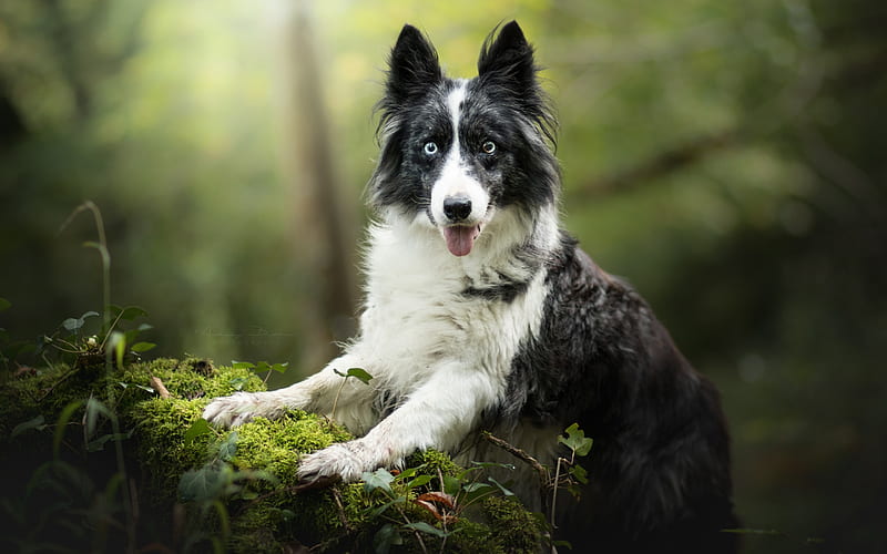 Border Collie, large white black dog, forest, fluffy black dog, cute animals, pets, dogs, HD wallpaper