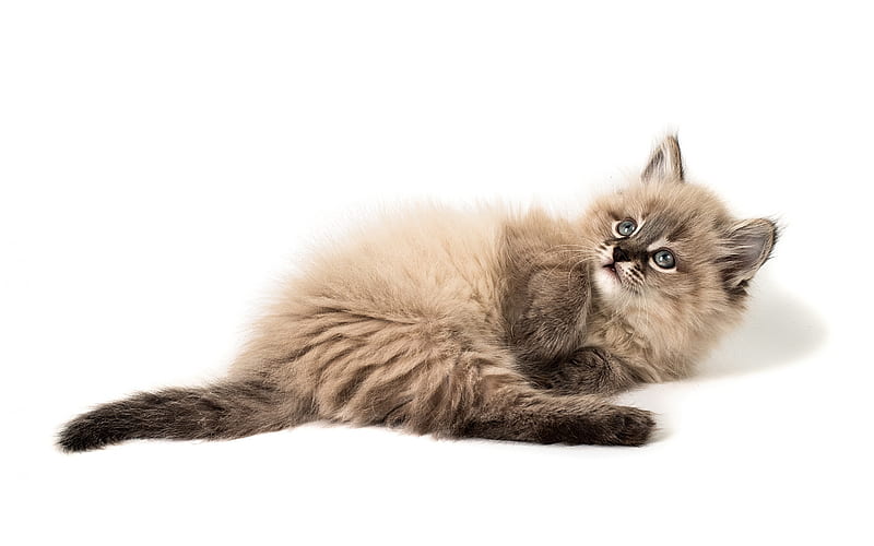little fluffy kitten, little cat, cute animals, pets, kitten on a white background, HD wallpaper