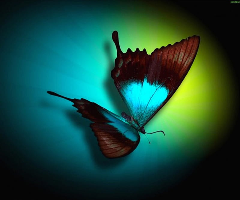In The Spotlight, colorful, butterfly, brown, large, bright, yellow, abstract, blue, HD wallpaper