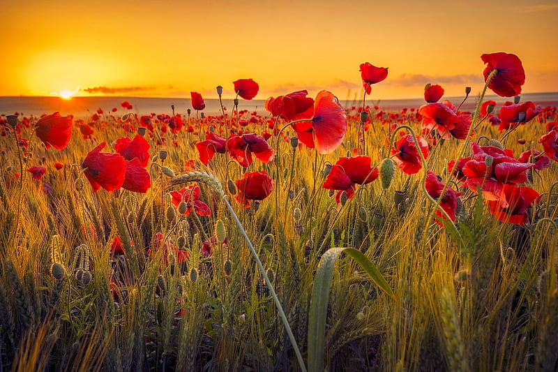 Poppy flowers at sunset, poppies, orange, summer, flowers, bonito, sunset, sky, field, HD wallpaper