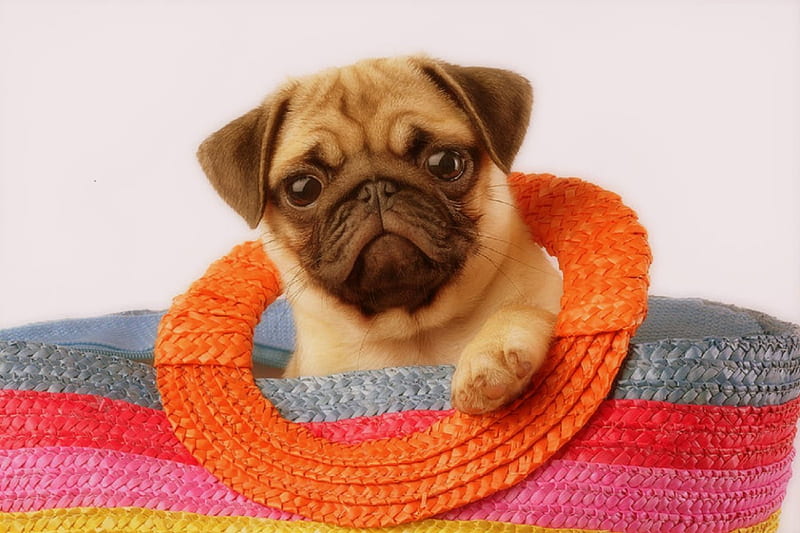 Stuck Pug, pretty, lovely, bag, colors, love four seasons, adorable, cute, animals, dogs, puppy, HD wallpaper
