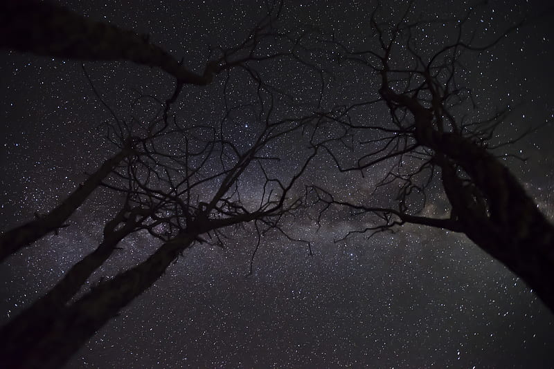 starry sky, stars, branches, trees, night, HD wallpaper