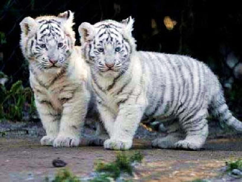 Little brothers, white and black, striped, tigers, babies, cubs, HD wallpaper