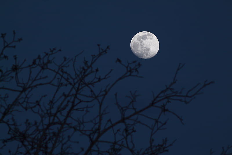 Moon, branches, silhouettes, night, dark, HD wallpaper | Peakpx