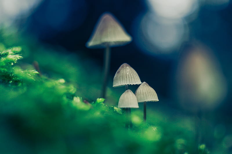 mushroom fantasy, blue, bokeh, color, colorful, green, macro, mushrooms, nature, sebj, HD wallpaper