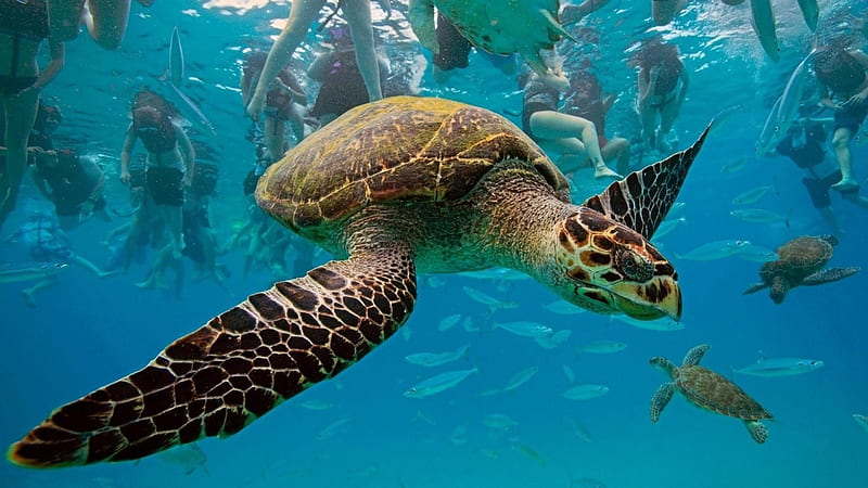 *** Turtles in the deep sea ***, turtles, deep, color, sea, blue, HD wallpaper