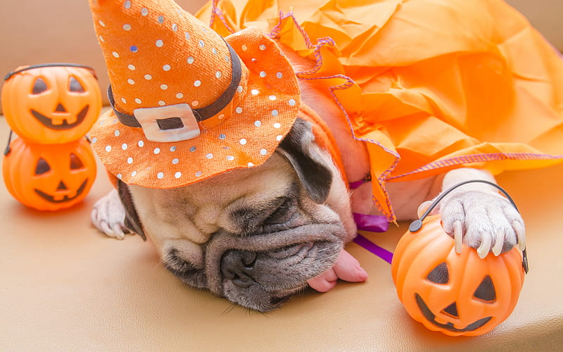 Pug, Halloween, sleeping dog, tired puppy, cute animals, puppies, dogs, October 31, pumpkins, HD wallpaper