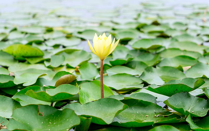 Beautiful yellow lotus blossom green flora, HD wallpaper