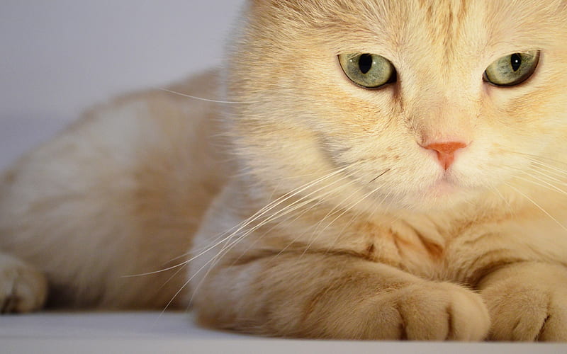 Persian Cat, close-up, white cat, fluffy cat, cats, domestic cats, pets, Persian, HD wallpaper