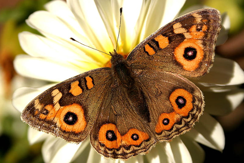 butterfly for Monarch, argus, bonito, butterfly, meadow, HD wallpaper