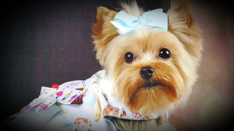 Yorkshire terrier, adorable, cutie, dog, pet, puppy, yorkie, HD wallpaper