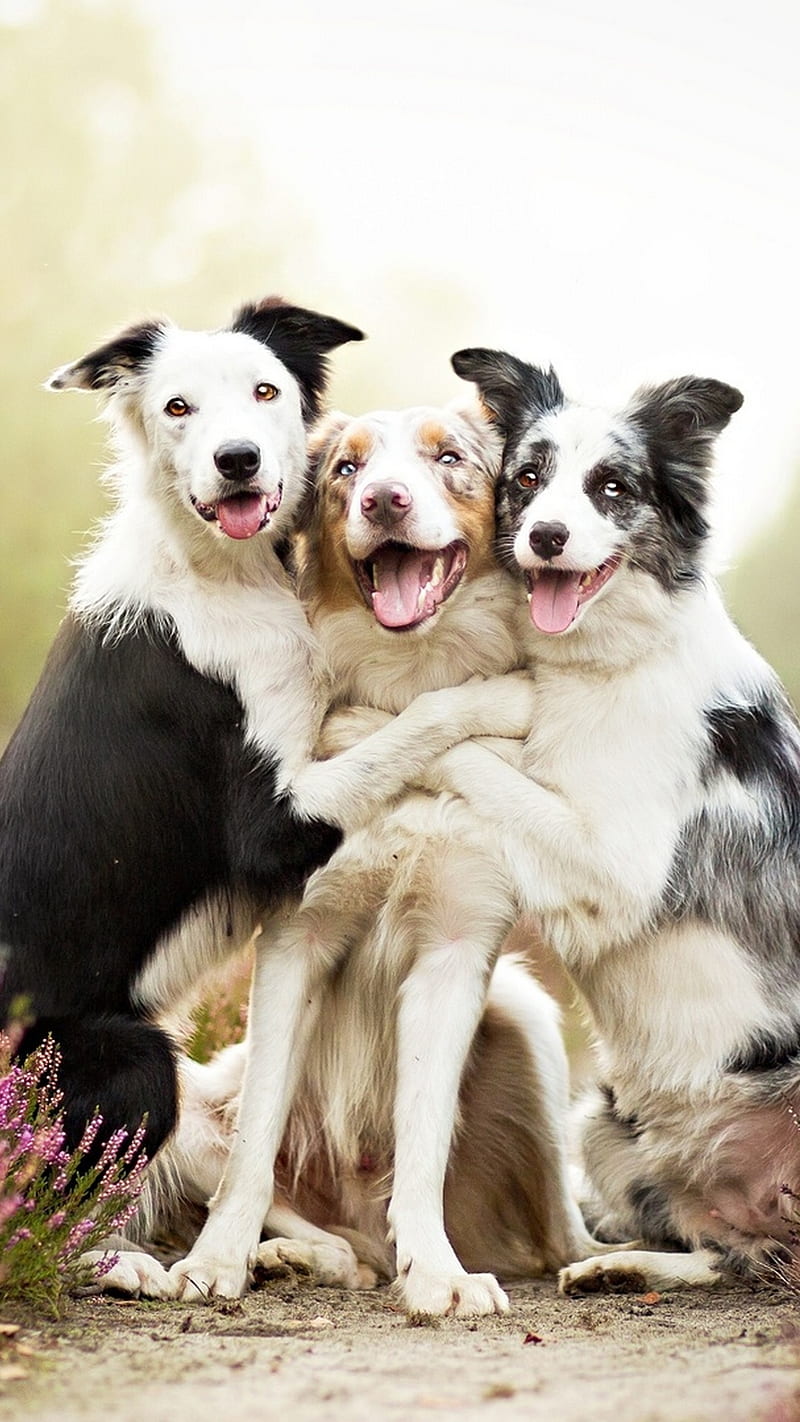 Three Friends, border, collie, dog, puppies, dogs, puppy, happy, shepherd, cute, friends, HD phone wallpaper