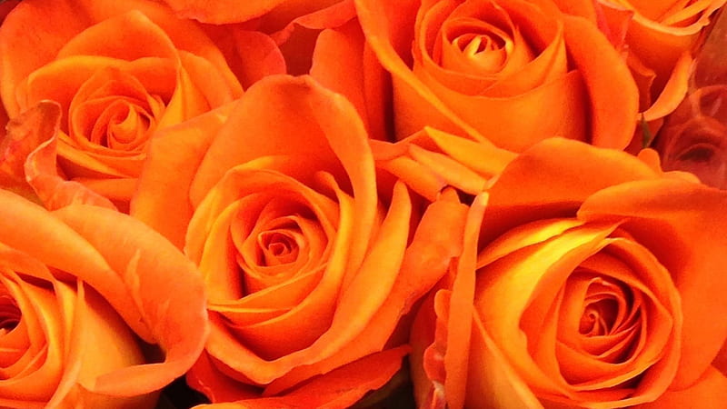Orange Roses Orange Aesthetic, HD wallpaper