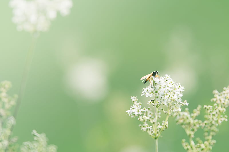Black and Orange Winged Insect Pearch on Baby's Breath, HD wallpaper