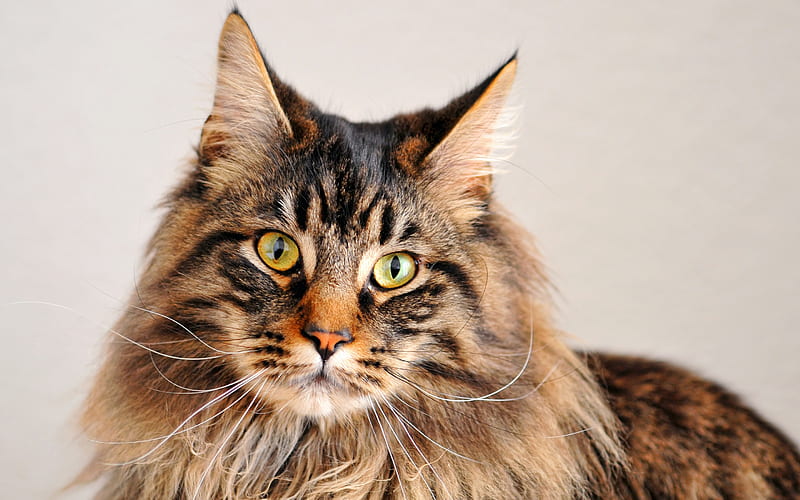Maine Coon, fluffy cat, pets, breeds of domestic cat, green eyes, cute animals, HD wallpaper