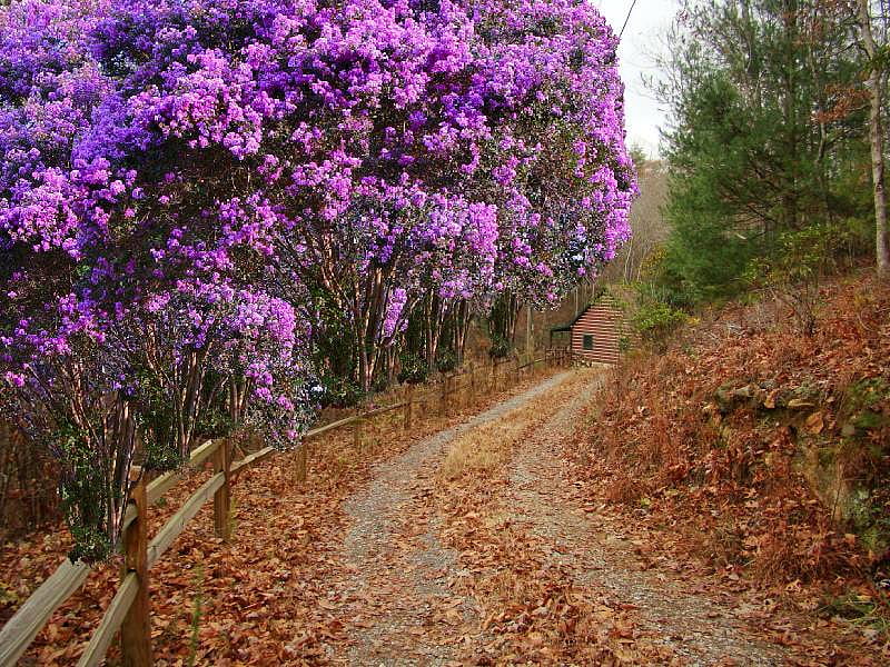flowing trees in purple, purple, driveway, crepe, trees, mrtle, HD wallpaper