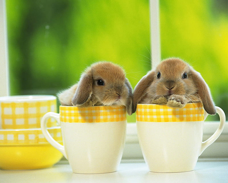 Bunnies , cute, rabbits, HD wallpaper