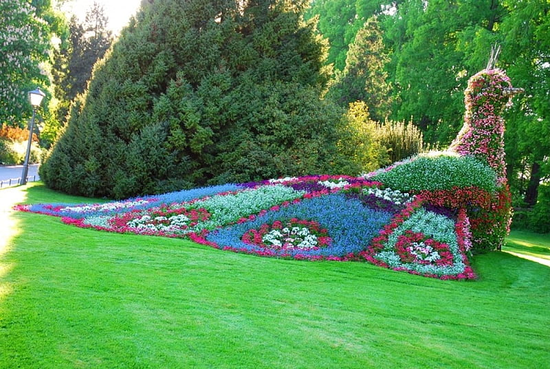 Peacock, art, flower, blossoms, colors, park, lawn, HD wallpaper