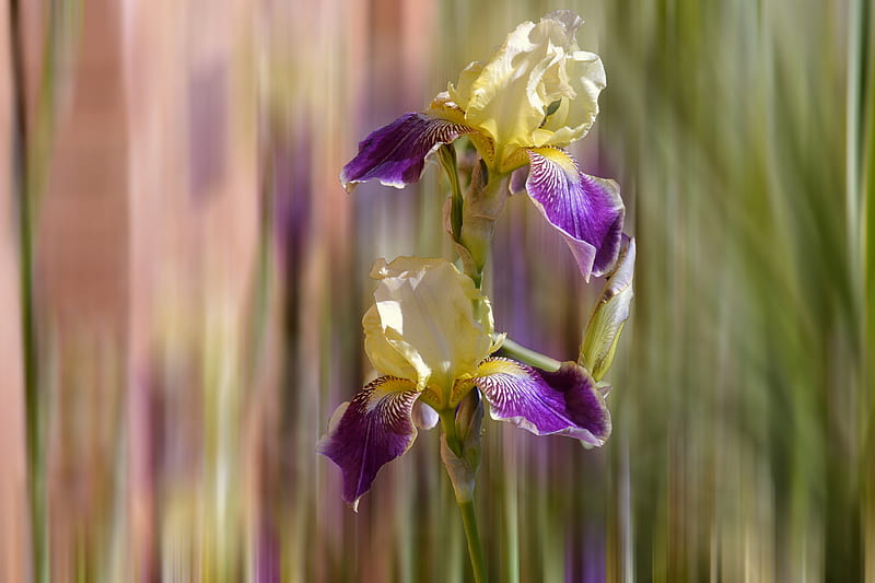 Iris Bearded, blur, yellow, purple, iris, HD wallpaper