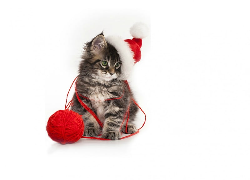 Christmas kitten, red, craciun, christmas, cat, animal, sweet, hat ...