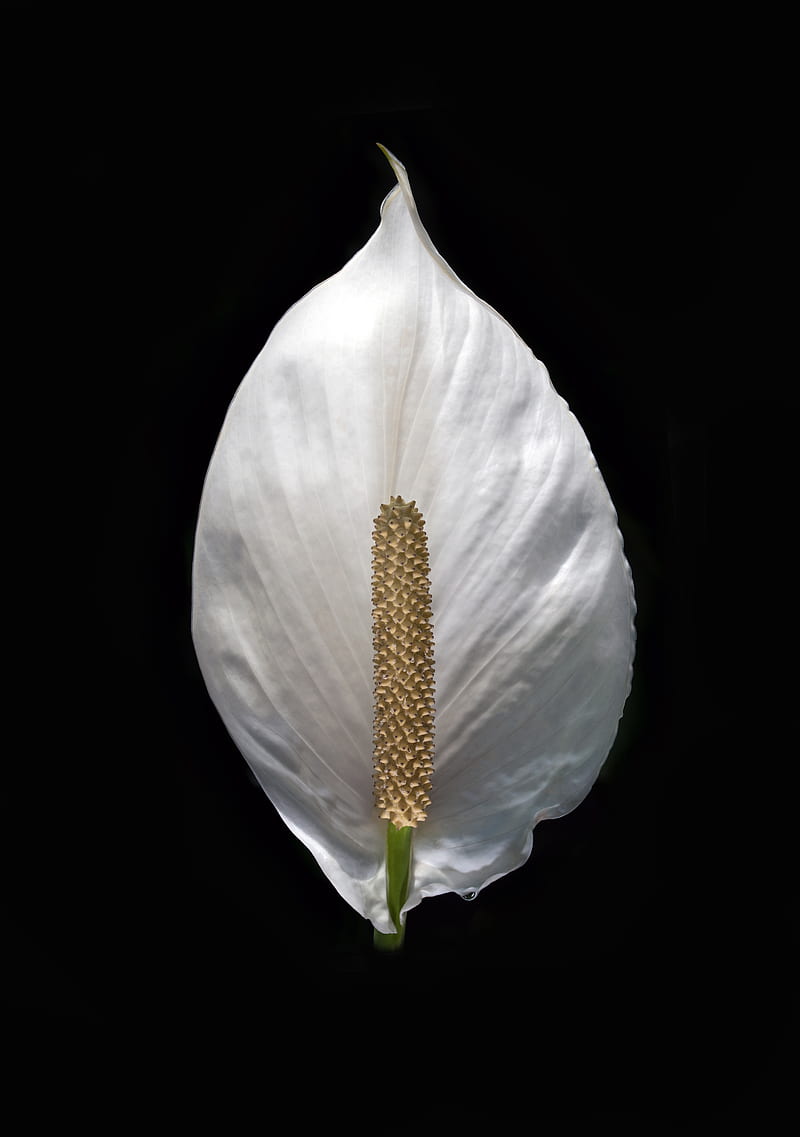 lily, flower, white, minimalism, HD phone wallpaper
