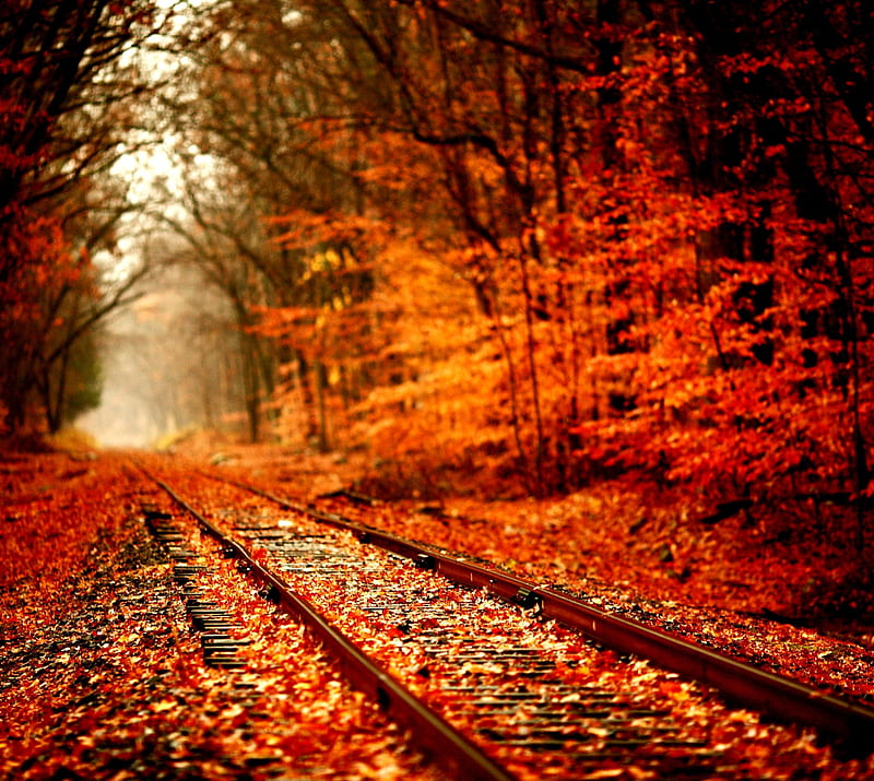 Autumn, deep, forest, leaves, nature, nice, orange, railway, trees, woods, HD wallpaper