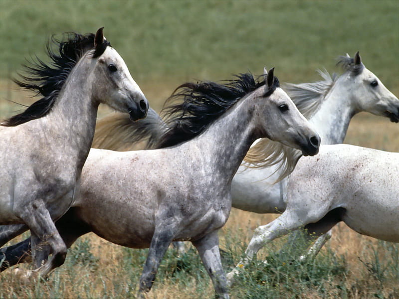 a herd of wild horses, silver, gray, horses, wild, HD wallpaper