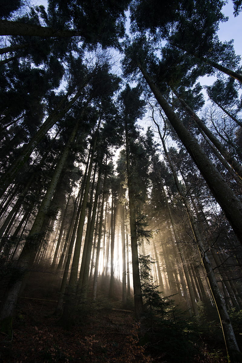 forest, trees, sunlight, light, nature, HD phone wallpaper