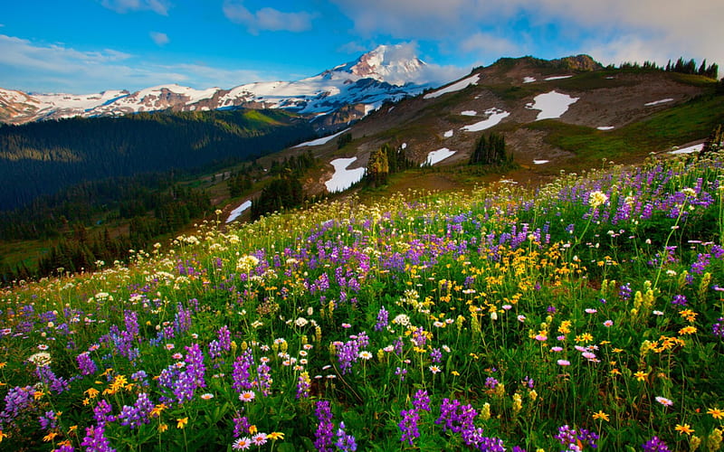 Paraíso de montaña, césped, primavera, alfombra, cielo, frescura, montaña,  paraíso, Fondo de pantalla HD | Peakpx