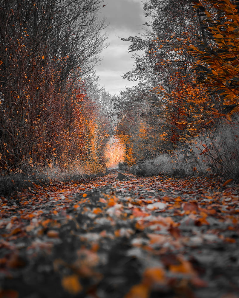 colour path, forest, bosques, fall, fall scenes, frost, scenes, HD phone wallpaper