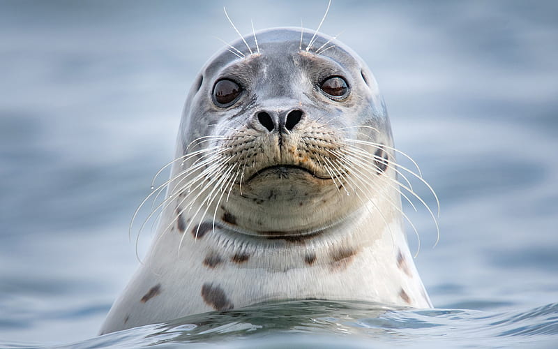 Seal, wildlife, close-up, funny animals, Phocidae, sea, seals, HD wallpaper