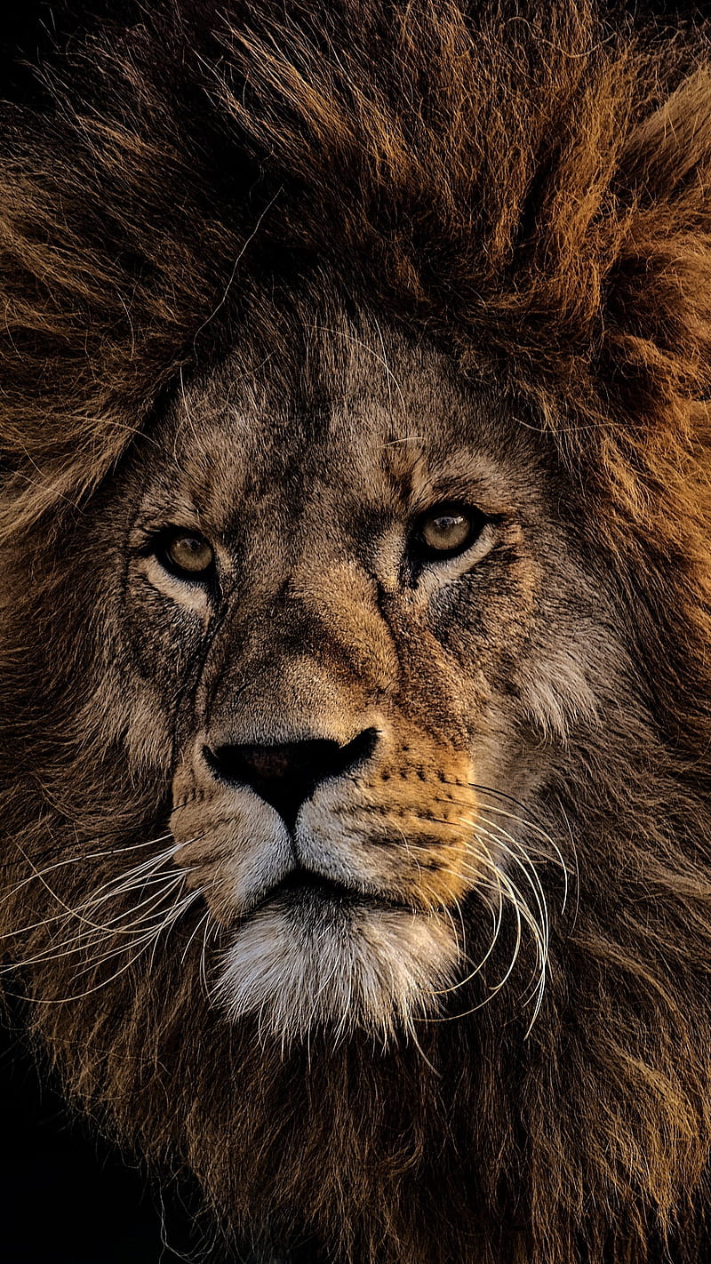 Lion Face, muzzle, predator, animal, wild, king og the jungle, beast, HD  phone wallpaper | Peakpx