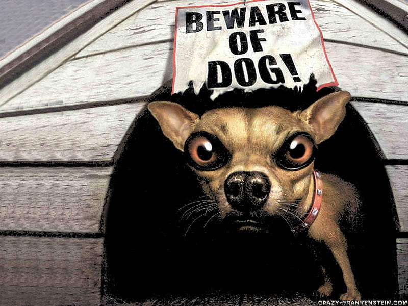 beware of dog, beware-of-dog, HD wallpaper