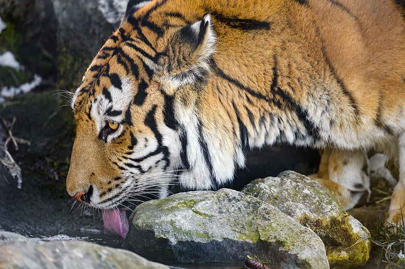 tiger, protruding tongue, predator, big cat, animal, stream, stones, HD wallpaper