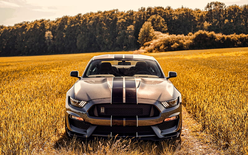 Ford Mustang Shelby GT350 offroad, 2019 cars, supercars, 2019 Ford Mustang, american cars, Ford, HD wallpaper