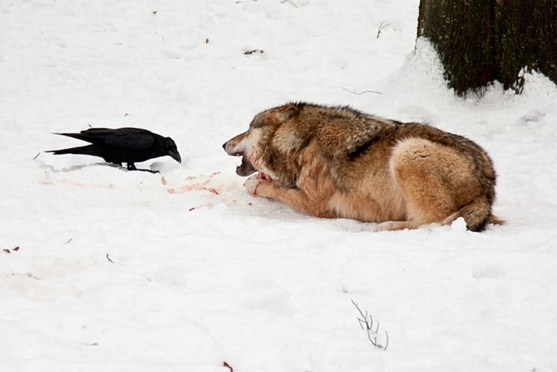 wolf and crow, canislupus, black, saying, timber, wolf, wolves, white, howling, wisdom, HD wallpaper