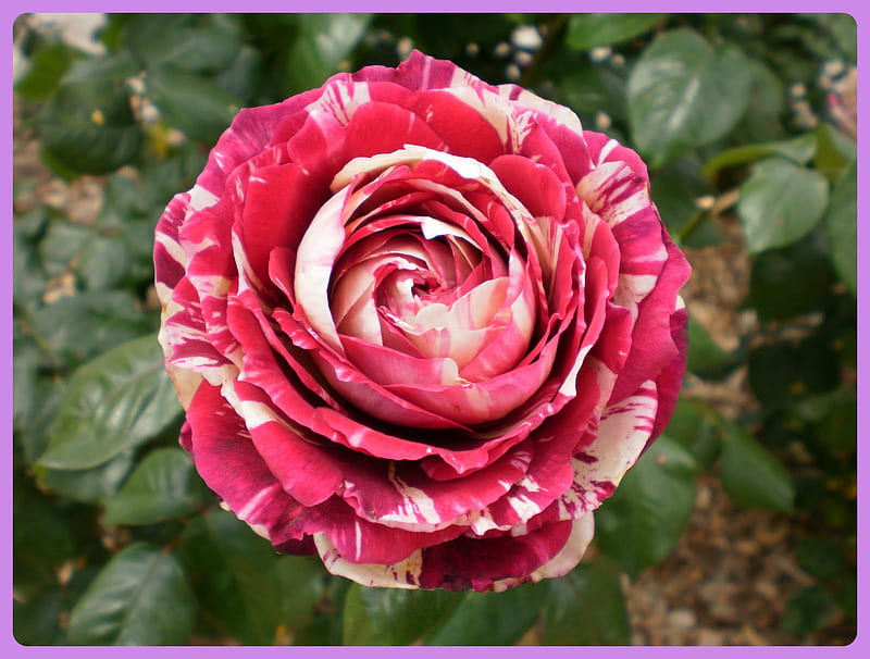 A peppermint candy cane rose.., everlasting, passion, beauty, honesty, HD wallpaper