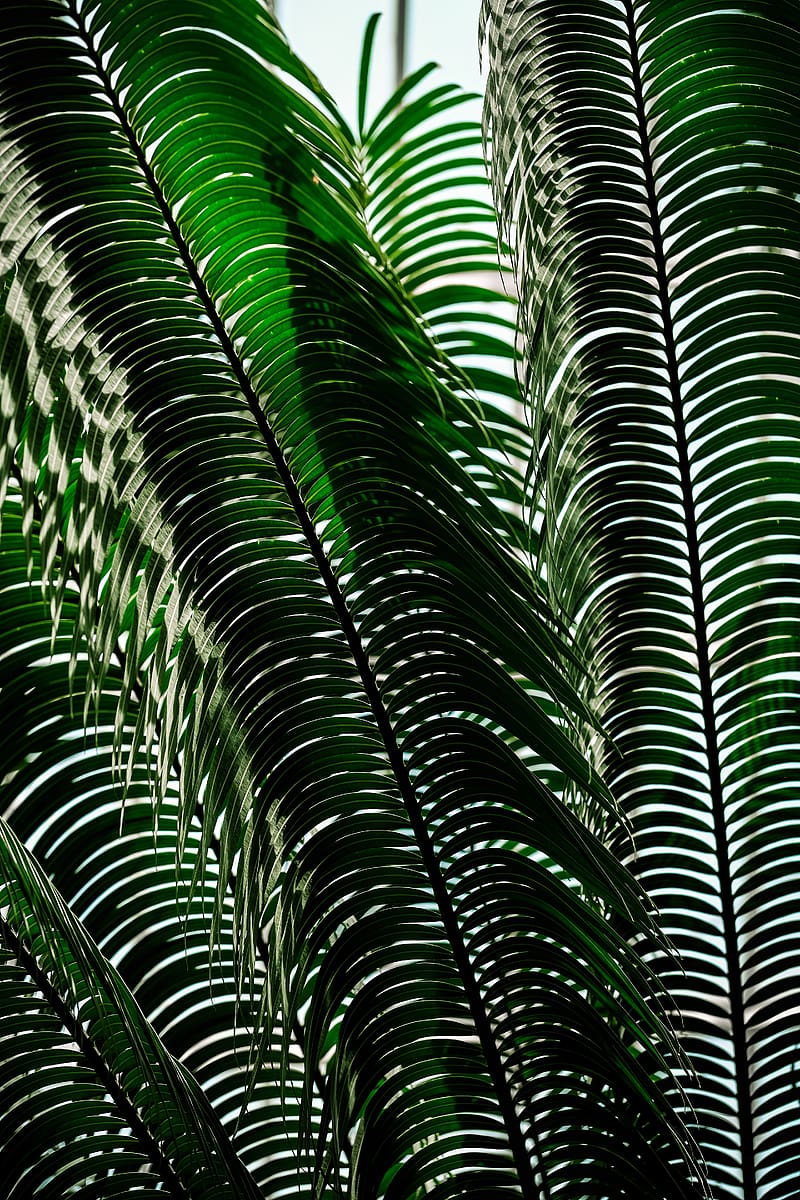 Palm tree, leaves, shadows, plant, nature, HD phone wallpaper | Peakpx