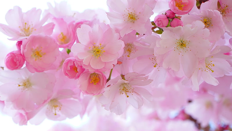 Pink Blossom Flowers Pink Background, HD wallpaper