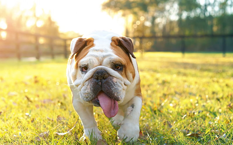english bulldog, sunset, evening, white brown dog, bulldog, friendly dog breeds, pets, dogs, HD wallpaper