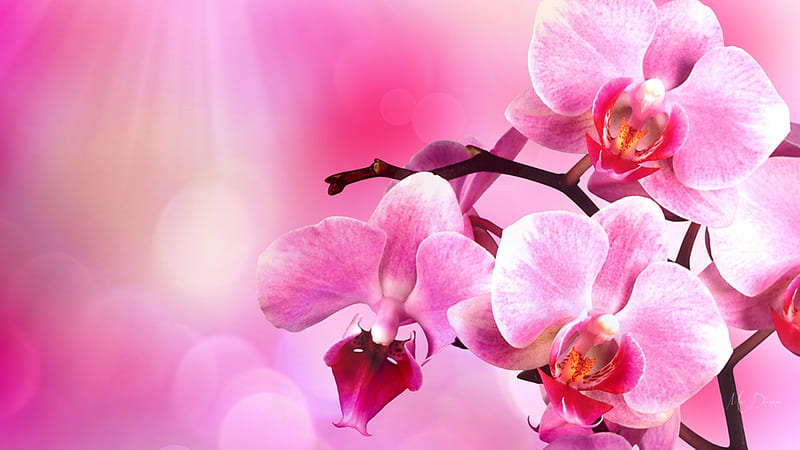 Lan hồ điệp hồng là loài hoa quý tại Việt Nam. Với sắc hồng đậm đà, nó đại diện cho tình yêu và sự trân trọng. Xem hình ảnh này sẽ giúp bạn tận hưởng cảm giác tươi trẻ, sống động và vui tươi của mùa xuân.