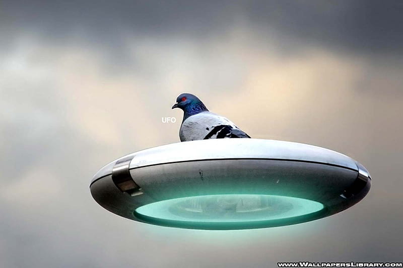 Pigeon UFO, pigeon, bird, flying saucer, ufo, clouds, sky, HD wallpaper