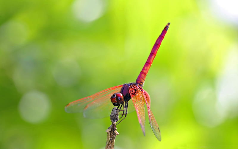 pink and red dragonfly-all kinds of insects, HD wallpaper