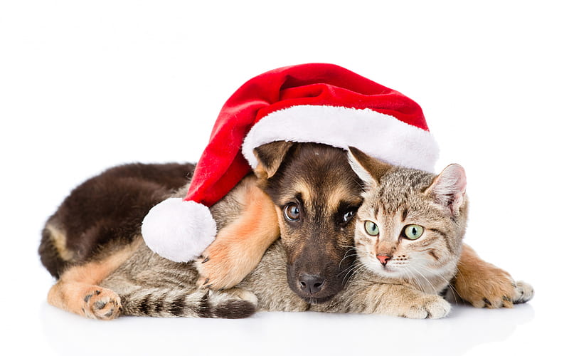 Sweet Christmas pets, christmas, snow, cat, morehead, kitten, puppy ...