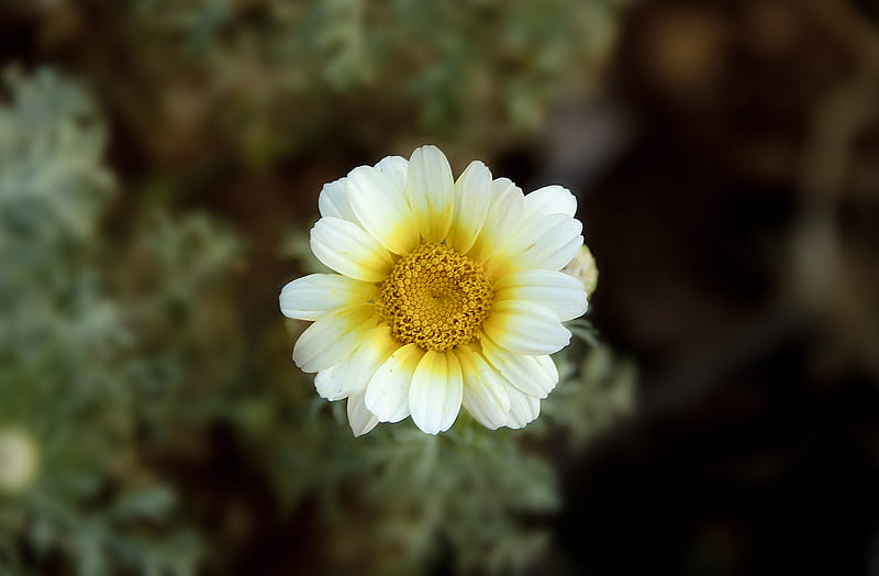 Yellow and White Petaled Flower, HD wallpaper