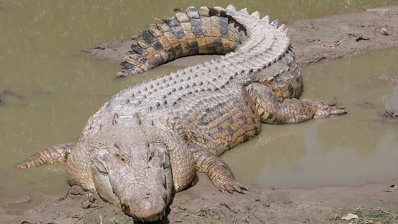 large aquatic reptile, large, aquatic, reptile, crocodile, HD wallpaper